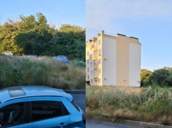 «Трава выше человека»: таганрожцы пожаловались на заросли травы на переулке 2-ой Новый