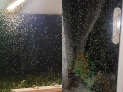 С наступлением жары Таганрог снова стали одолевать зелёные комары