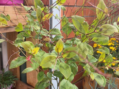 Товар дня: Горец виргинский «Палитра художника»