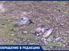 Растерзанные трупы голубей и бездомные собаки “украшают” таганрогскую окраину