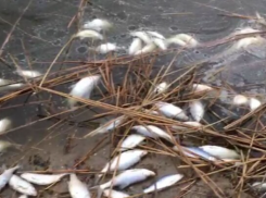 Массовую гибель рыбы вызвал сгон воды в Таганрогском заливе Азовского моря и реках области