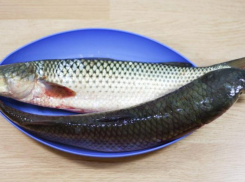 Тонну тюльки и кефали отправили на уничтожение под Таганрогом