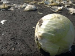 Движение по трассе «М-4 Дон» было парализовано из-за рассыпавшейся капусты