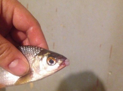 Гламурную рыбку поймал рыбак в Таганрогском заливе    