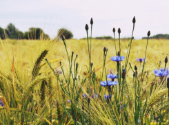  Неурожай на донских полях - продукты в Таганроге подорожают?