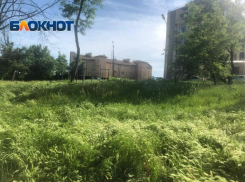 На ошибках не учатся – снова МКУ «Приморье» не косит траву в Приморском парке