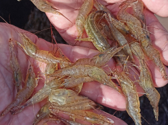 Что хотят выращивать в Азовском море: переходим на шок-экзотику? Подписано соглашение с Минсельхозом Вьетнама