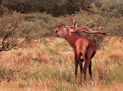 Для сведения охотникам Таганрога: открыт отстрел на лосей и оленей