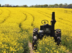 Капустная моль атаковала посевы на Дону - под серьёзной угрозой поля в Неклиновском районе под Таганрогом