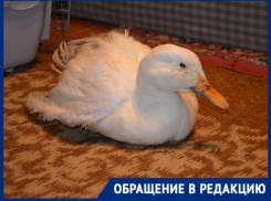 Таганрожец устроил в квартире птичник, а под его окнами множатся мухи и черви