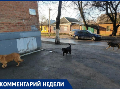 Собаки «под присмотром»: агрессивную стаю собак на Менделеева решено оставить на прежнем месте 