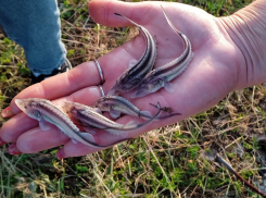 В Таганрогском заливе снова разведут гигантскую рыбу: молодь ценной белуги выпустили в Дон