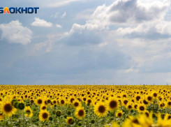 Придет ли по-настоящему летняя жара в Таганрог на этой неделе