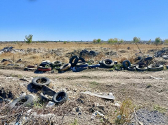 Для охоты на «серых возчиков» в Таганроге установили камеры