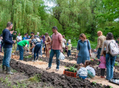 В Дубках местные волонтёры высадили более 200 саженцев дуба 