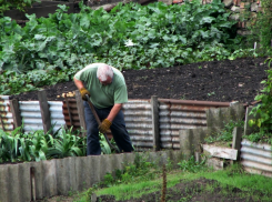 Урожай всем на зависть и идеальный муж впридачу: как таганрожцам провести день Татьяны Крещенской - народные приметы на 25 января