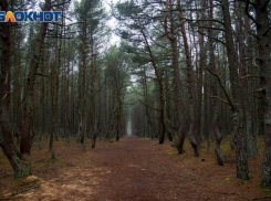 В Таганроге продлили запрет на посещение урочищ