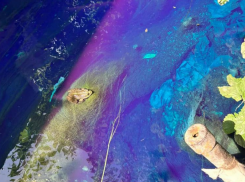 Экологическая тревога в Таганроге: воздух немного чище, вода — слабозагрязнённая, но малые реки в плачевном состоянии