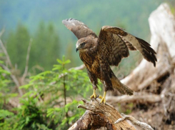 Живая находка: таганрожцы нашли редкую для наших мест степную птицу в роще «Дубки»