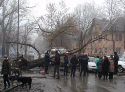 В Таганроге на проезжую часть упало дерево