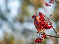 9 сентября: праздники, приметы и знаменитые события