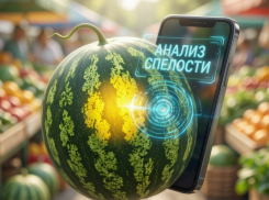 Арбузная нейронка: таганрожцам объяснили, как выбрать ягоду с помощью смартфона