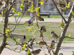Чик-чирик: жителям Таганрога предложили принять участие в переписи воробьев