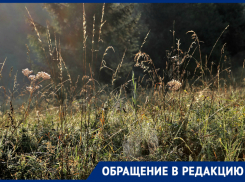 Бурьян выше головы на участке, где депутатом  Станога