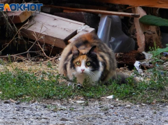 Сегодня без котов: советы таганрожцам на 12 сентября 