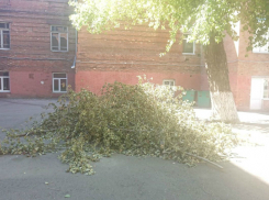 Горожанин возмутился, почему на территории школы в Таганроге валяются ветки 