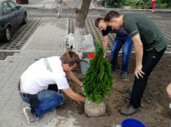 Волонтеры высадили туи возле детской площадки в Таганроге