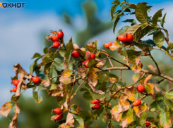 25 ноября — день Ивана Милостивого. Как таганрожцам провести день с мудростью предков