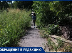 Сквозь амброзию и в темноте пойдут дети в школу № 12 Таганрога