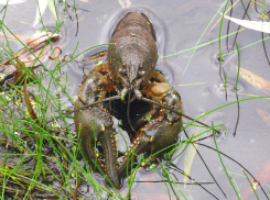 Пока рак на горе не свиснет: таганрожцы в скором времени лишатся главного донского деликатеса