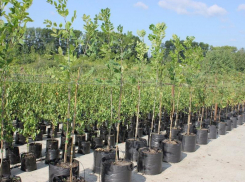 Какие деревья украсят парки региона