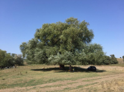 Таганрожцев призывают голосовать за «Бабушку Иву»