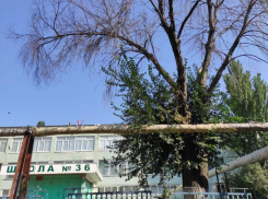 «Нам чего ждать, жертв?»: старое дерево угрожает жизни людей в Таганроге