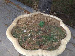 «Культурные» люди живут в Таганроге, из вазона с цветами сделали пепельницу 