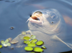 В Таганроге изобрели электронную приманку для рыб 