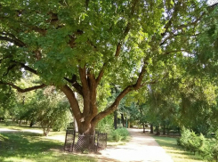 Таганрогский дуб черешчатый