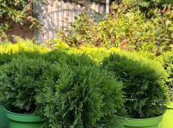 Осень — время посадки хвойных: эксперт раскрыла топовые сорта