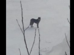 Пса, бегущего краем моря, жители Таганрога приняли за волка 