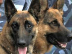 Четвероногие полицейские задержали крупного наркодилера под Таганрогом