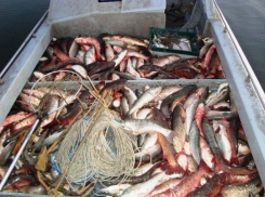 В Ростове уничтожили 143 килограмма рыбы из Таганрога