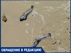 На пляж Таганрога выбрасывает мёртвую рыбу, а её даже не убирают - пожаловались горожане