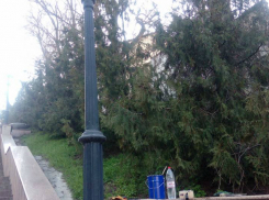Воскресный  «рьяный труд» благоустроителей  не понравился горожанам