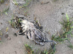  До лета три недели, а побережье Таганрогского залива усыпано трупами птиц