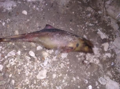 В Таганроге выбросило на берег запутавшуюся в сетях азовку