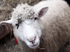 По Таганрогу гуляет беспризорное стадо баранов