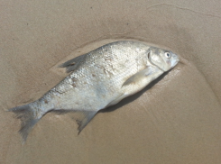 Массовая гибель рыбы в Таганрогском заливе Азовского моря в 2025 - причины названы